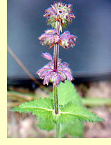 Шалфей кольчатый, или мутовчатый (Salvia verticillata L.) Шалфей кольчатый, или мутовчатый (Salvia verticillata L.)